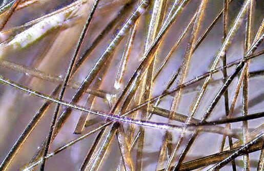 顯微鏡下的頭發